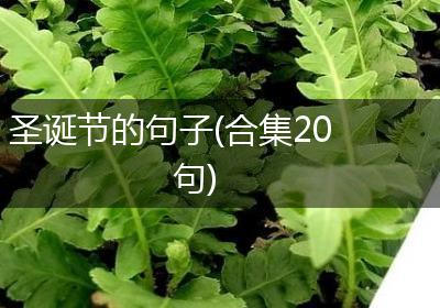 圣诞节的句子(合集20句)