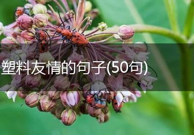 塑料友情的句子(50句)