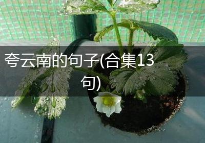 夸云南的句子(合集13句)