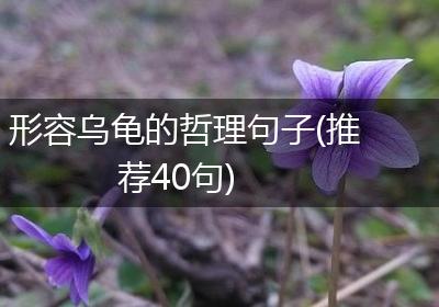 形容乌龟的哲理句子(推荐40句)