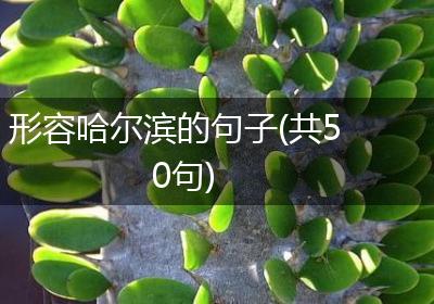 形容哈尔滨的句子(共50句)