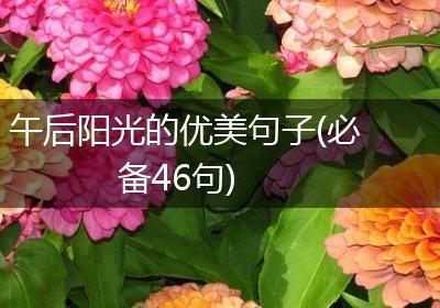 午后阳光的优美句子(必备46句)