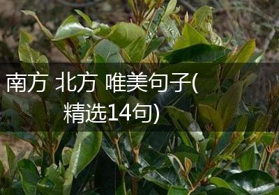 南方 北方 唯美句子(精选14句)