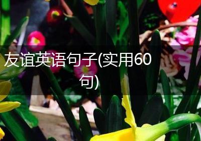 友谊英语句子(实用60句)