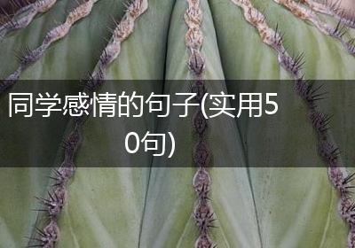 同学感情的句子(实用50句)
