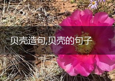 贝壳造句,贝壳的句子