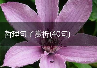 哲理句子赏析(40句)