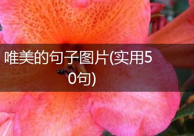 唯美的句子图片(实用50句)