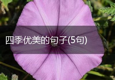 四季优美的句子(5句)