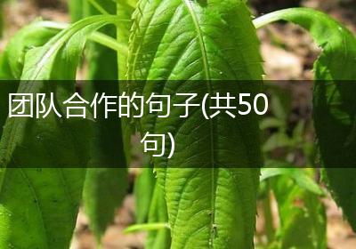 团队合作的句子(共50句)