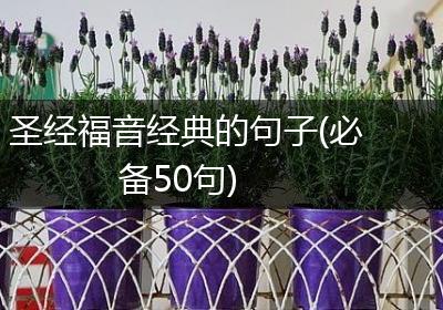圣经福音经典的句子(必备50句)