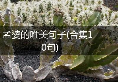 孟婆的唯美句子(合集10句)