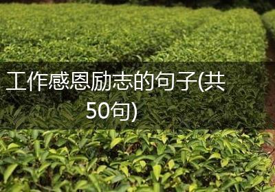 工作感恩励志的句子(共50句)