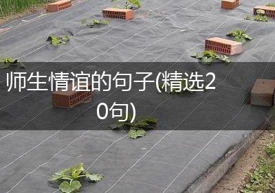 师生情谊的句子(精选20句)