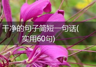 干净的句子简短一句话(实用60句)