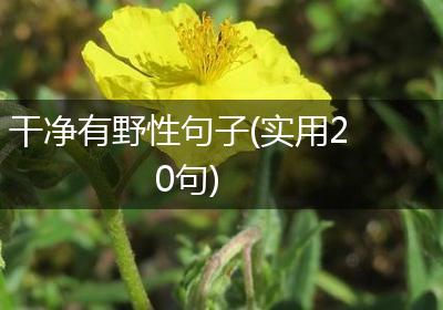 干净有野性句子(实用20句)