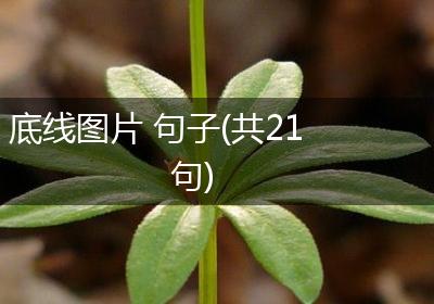 底线图片 句子(共21句)