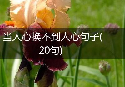 当人心换不到人心句子(20句)