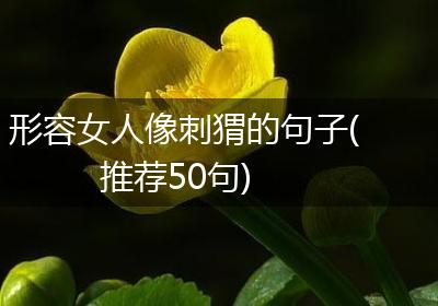 形容女人像刺猬的句子(推荐50句)