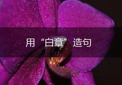 用“白章”造句