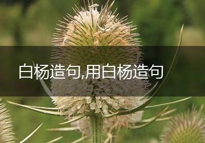 白杨造句,用白杨造句