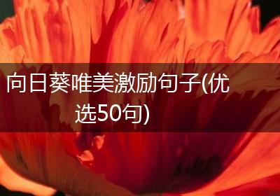 向日葵唯美激励句子(优选50句)