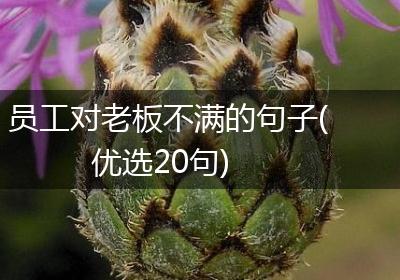 员工对老板不满的句子(优选20句)