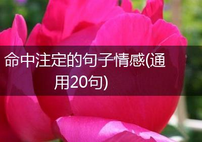 命中注定的句子情感(通用20句)