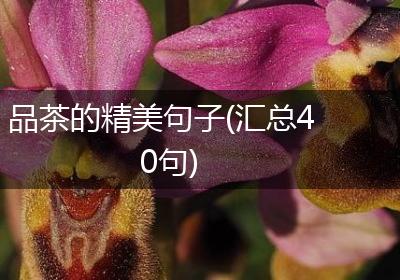 品茶的精美句子(汇总40句)
