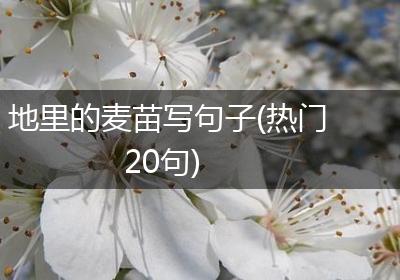 地里的麦苗写句子(热门20句)