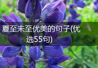 夏至未至优美的句子(优选55句)