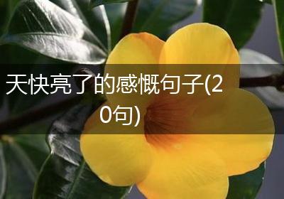 天快亮了的感慨句子(20句)