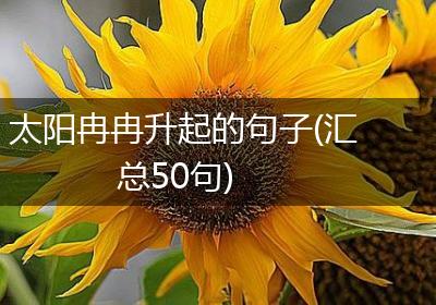 太阳冉冉升起的句子(汇总50句)