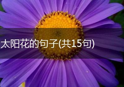 太阳花的句子(共15句)