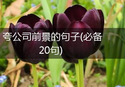 夸公司前景的句子(必备20句)