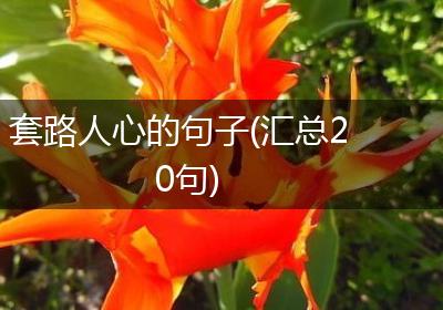 套路人心的句子(汇总20句)