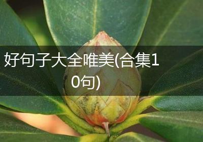 好句子大全唯美(合集10句)