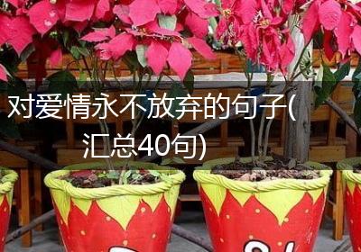 对爱情永不放弃的句子(汇总40句)