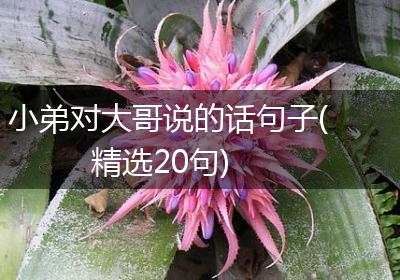 小弟对大哥说的话句子(精选20句)