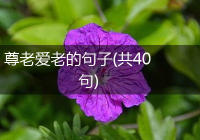 尊老爱老的句子(共40句)