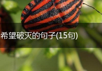 希望破灭的句子(15句)