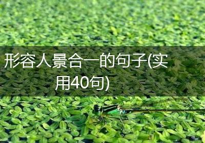 形容人景合一的句子(实用40句)