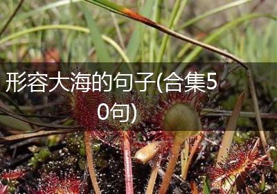 形容大海的句子(合集50句)