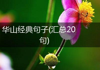 华山经典句子(汇总20句)