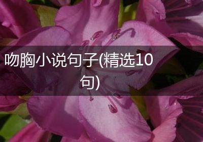 吻胸小说句子(精选10句)
