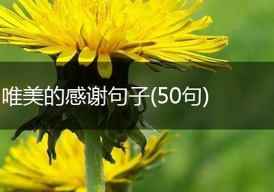 唯美的感谢句子(50句)