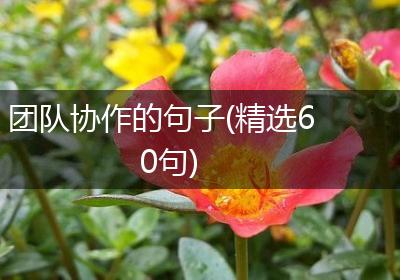 团队协作的句子(精选60句)