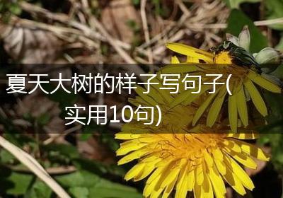 夏天大树的样子写句子(实用10句)