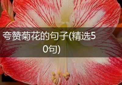夸赞菊花的句子(精选50句)