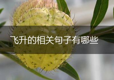 飞升的相关句子有哪些